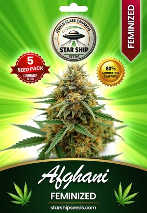 Afghani Strain Feminized Marijuana Seeds