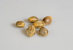 about star ship seeds