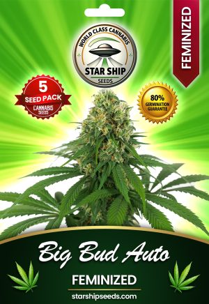 Big Bud Autoflowering Marijuana Seeds