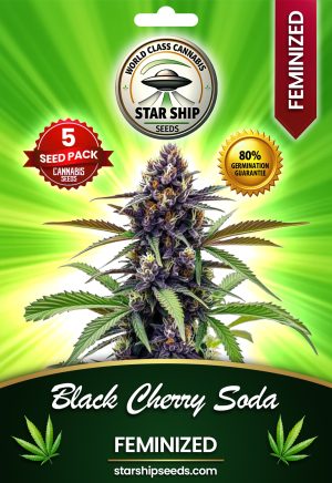 Black Cherry Soda Strain Feminized Marijuana Seeds