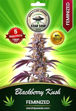 Blackberry Kush Feminized Marijuana Seeds