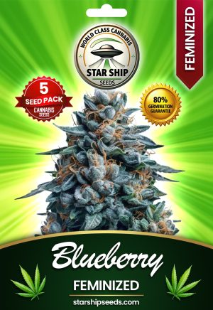 Blueberry Strain Feminized Marijuana Seeds