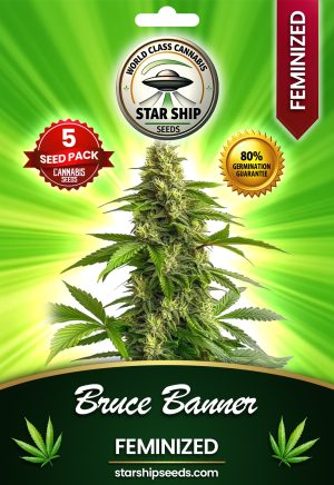 Bruce Banner Strain Feminized Marijuana Seeds