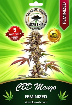 CBD Mango Feminized Marijuana Seeds