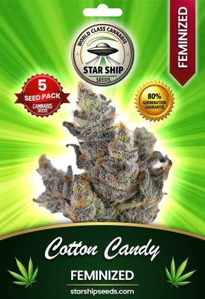 Cotton Candy Strain Autoflowering Marijuana Seeds