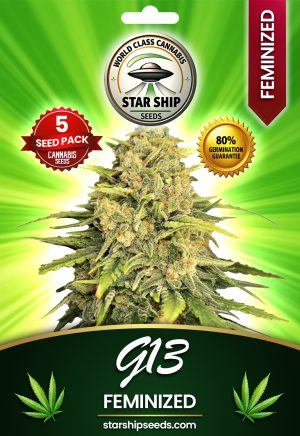 G13 Strain Feminized Marijuana Seeds