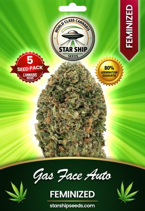 Gas Face Strain Autoflowering Marijuana Seeds