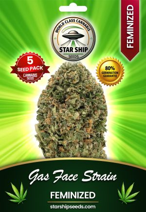 Gas Face Strain Feminized Marijuana Seeds