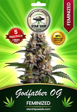 Godfather OG Strain Feminized Marijuana Seeds