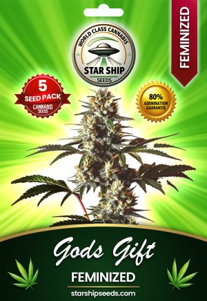 Gods Gift Strain Feminized Marijuana Seeds