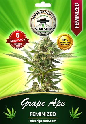 Grape Ape Strain Feminized Marijuana Seeds