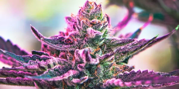 Pink Kush Feminized Marijuana Seeds - Image 2