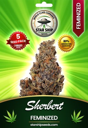 Sherbet Feminized Marijuana Seeds
