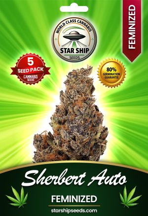 Sherbet Autoflowering Marijuana Seeds