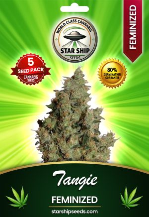 Tangie Feminized Marijuana Seeds