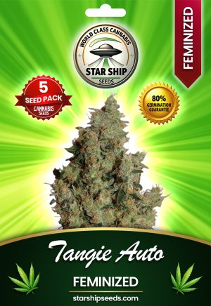 Skunk#1 x Northern Lights Strain Feminized Marijuana Seeds