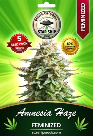 Amnesia Haze Strain Feminized Marijuana Seeds