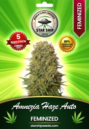 Amnesia Haze Autoflowering Marijuana Seeds