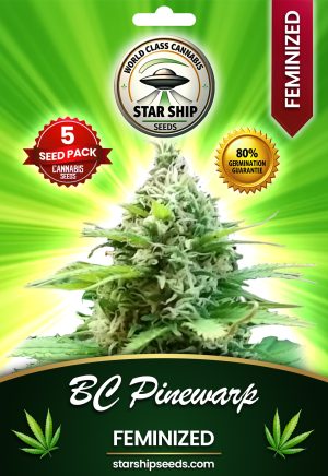 BC Pinewarp Feminized Marijuana Seeds