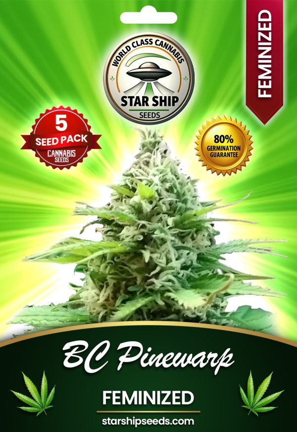 BC Pinewarp Feminized Marijuana Seeds