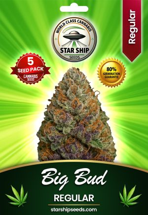 Big Bud Strain Regular Marijuana Seeds