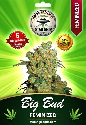 Big Bud Strain Feminized Marijuana Seeds