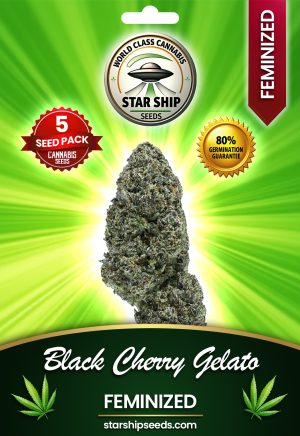 Black Cherry Gelato Strain Feminized Marijuana Seeds