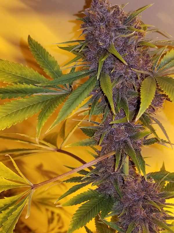 Black Cherry Soda Strain Feminized Marijuana Seeds - Image 2