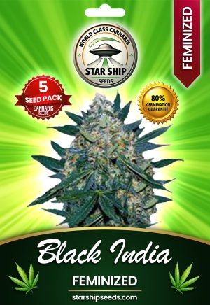 Black Indica Strain Feminized Marijuana Seeds