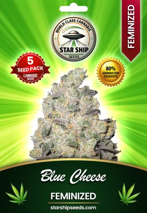 Blue Cheese Strain Feminized Marijuana Seeds