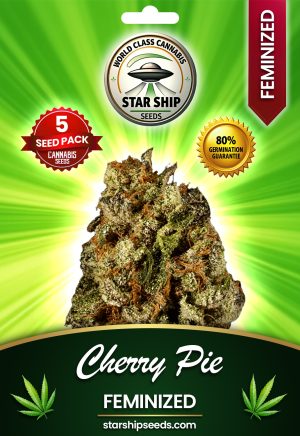 Cherry Pie Strain Autoflowering Marijuana Seeds
