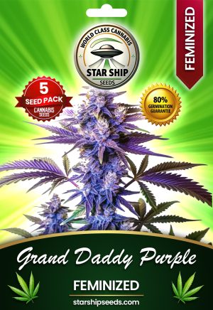Grand Daddy Purple Strain Feminized Marijuana Seeds