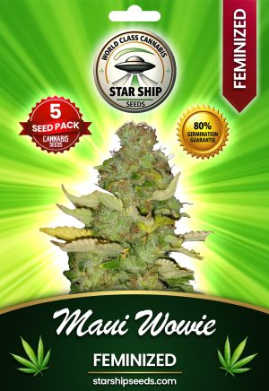 Maui Wowie Strain Feminized Marijuana Seeds