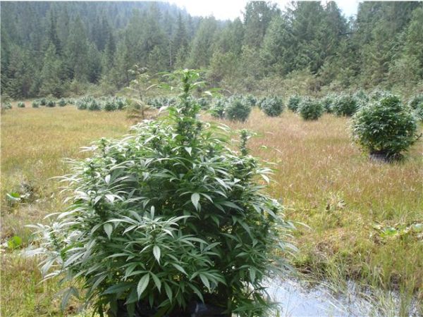 BC Pinewarp Feminized Marijuana Seeds - Image 3