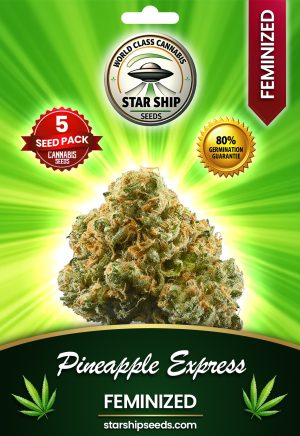 Pineapple Express Feminized Marijuana Seeds
