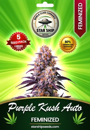 Purple Kush Autoflowering Strain Marijuana Seeds
