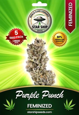 Purple Punch Feminized Marijuana Seeds
