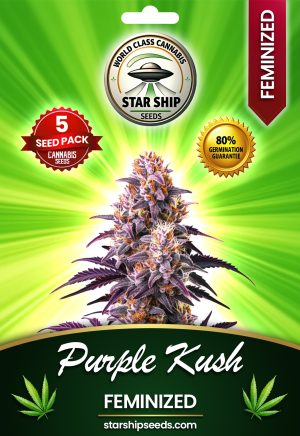 Purple Kush Strain Feminized Marijuana Seeds