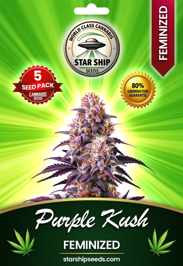 Purple Kush Strain Feminized Marijuana Seeds