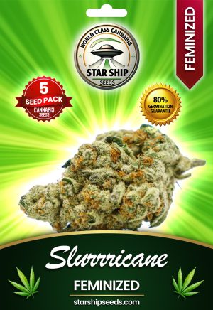 Slurricane Strain Feminized Marijuana Seeds