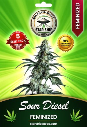 Tangie Cookies Strain Feminized Marijuana Seeds