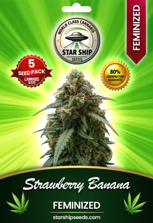 Strawberry Banana Strain Feminized Marijuana Seeds