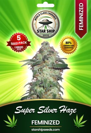 Super Silver Haze Strain Feminized Marijuana Seeds