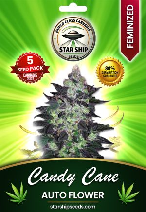 Candy Cane Autoflowering Marijuana Seeds