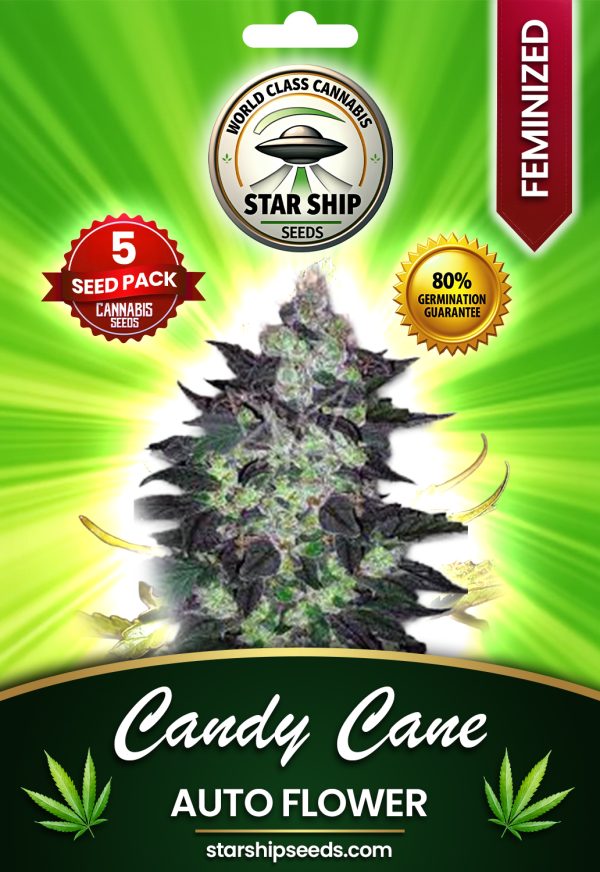 Candy Cane Autoflowering Marijuana Seeds