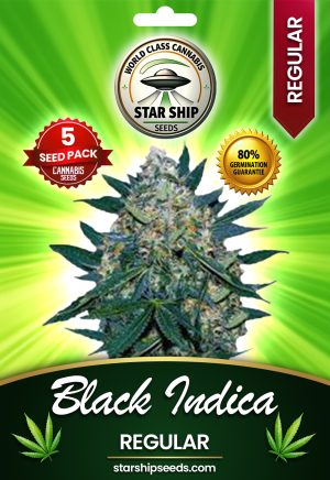 Black Indica Strain Regular Marijuana Seeds