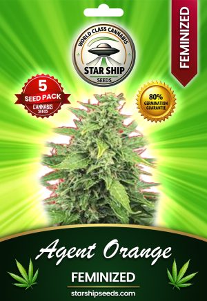 Agent Orange Strain Feminized Marijuana Seeds