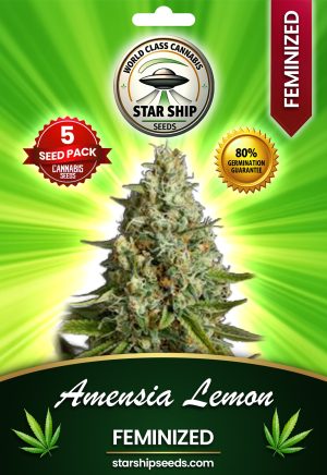 Amnesia Lemon Strain Feminized Marijuana Seeds
