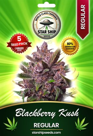 Blackberry Kush Regular Marijuana Seeds