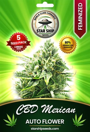 CBD Mexican Strain Autoflowering Marijuana Seeds